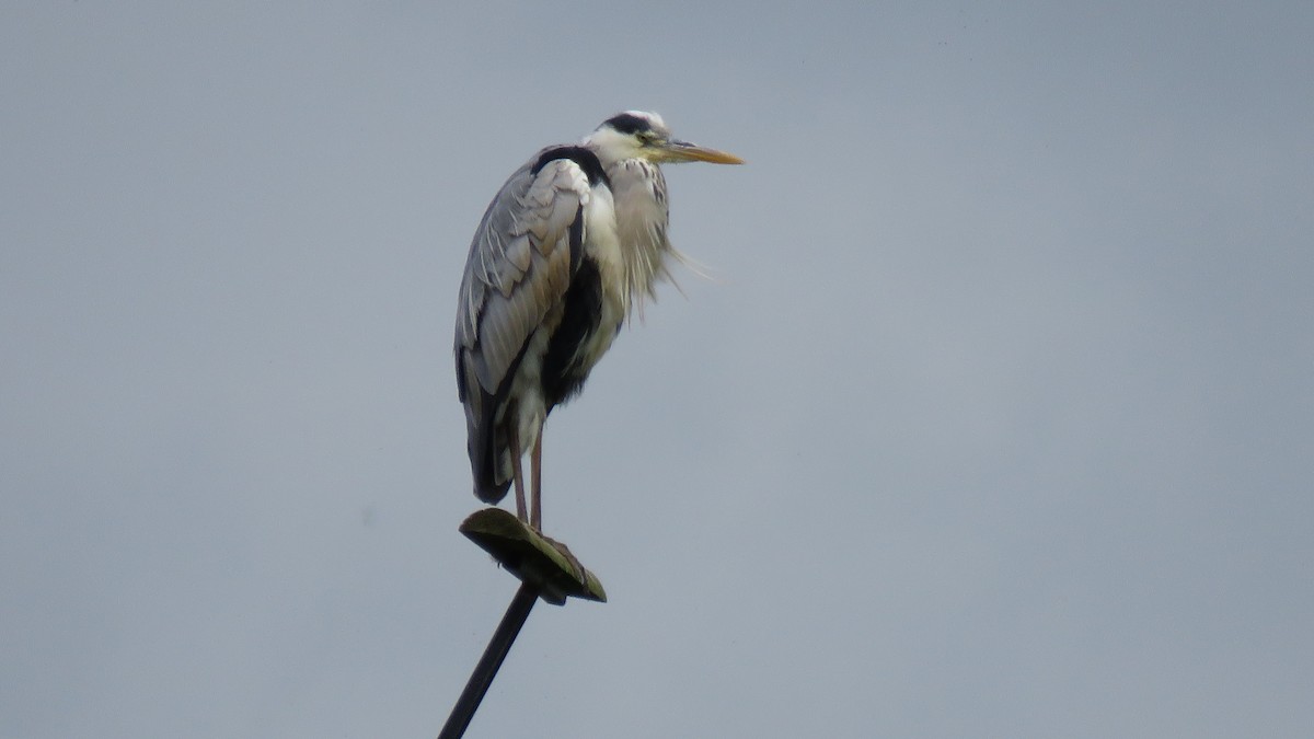 Gray Heron - ML619522646