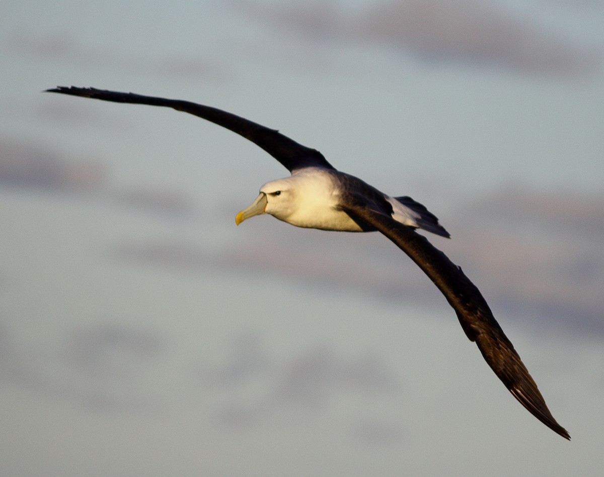 White-capped Albatross - Andrew Collins