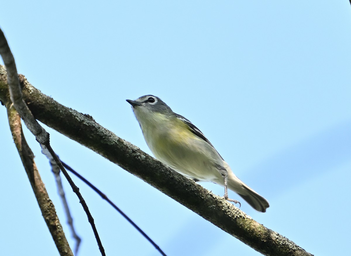 tanımsız Vireo sp. - ML619522657