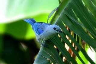 Blue-gray Tanager - Josh Craddock