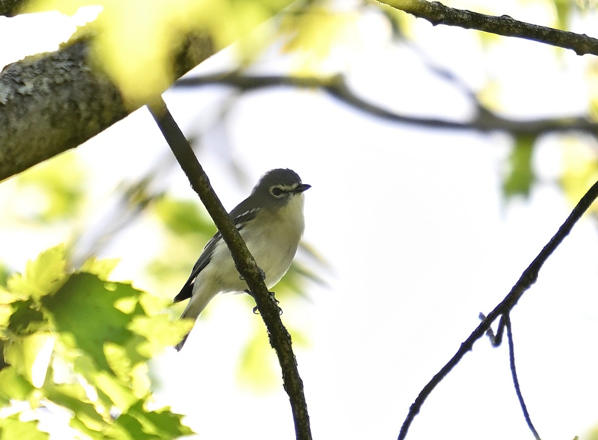 vireo sp. - Dinu Bandyopadhyay