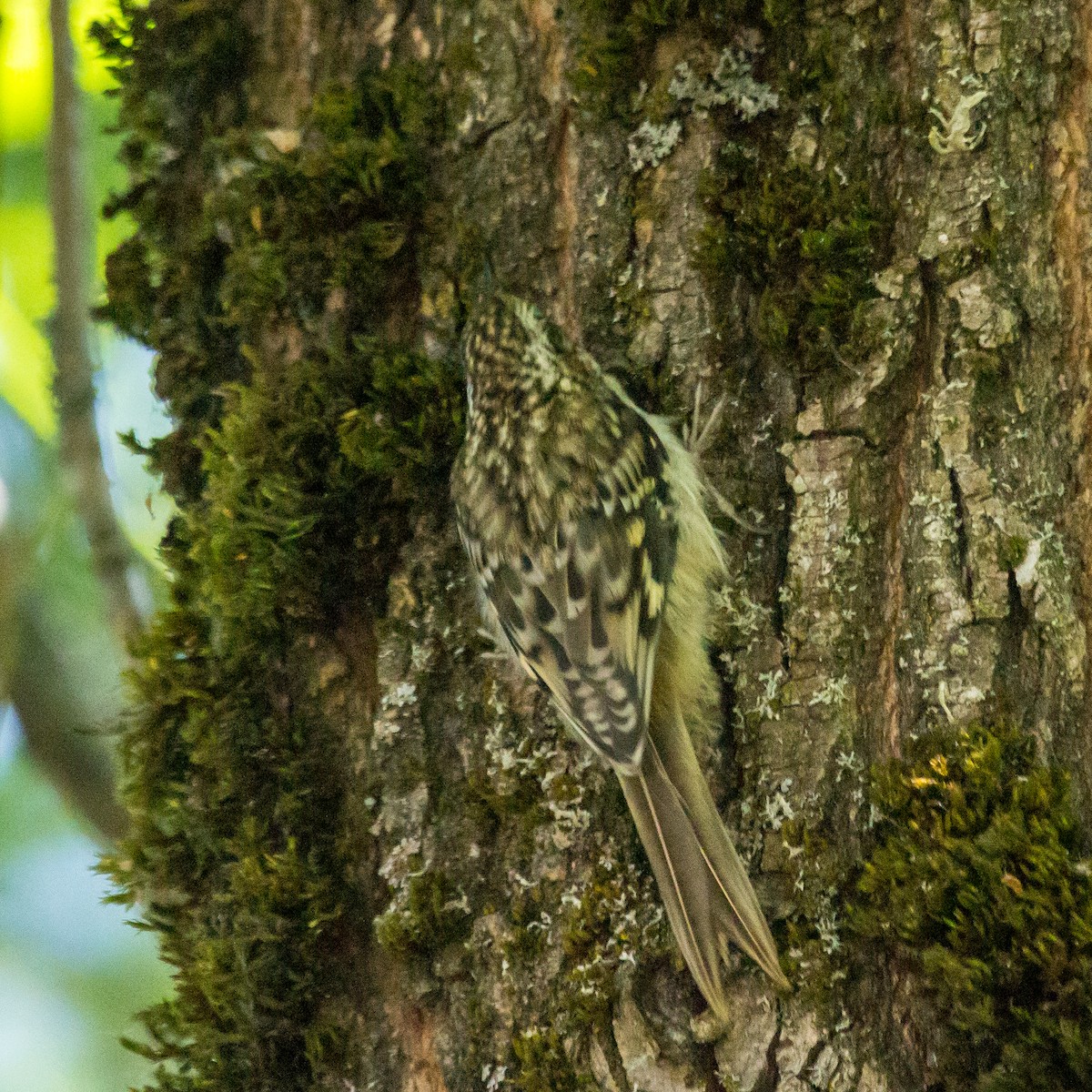 Brown Creeper - Rail Whisperer