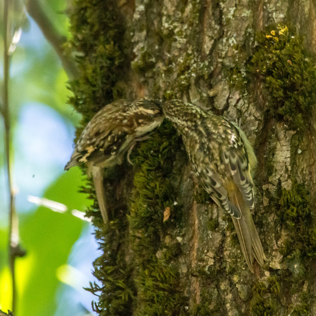 Brown Creeper - Rail Whisperer