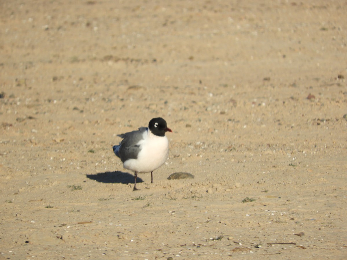 Franklin's Gull - ML619522665