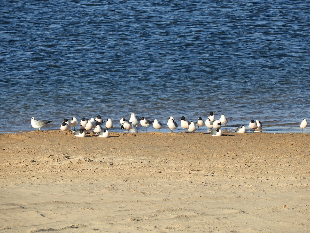 Franklin's Gull - Thomas Bürgi