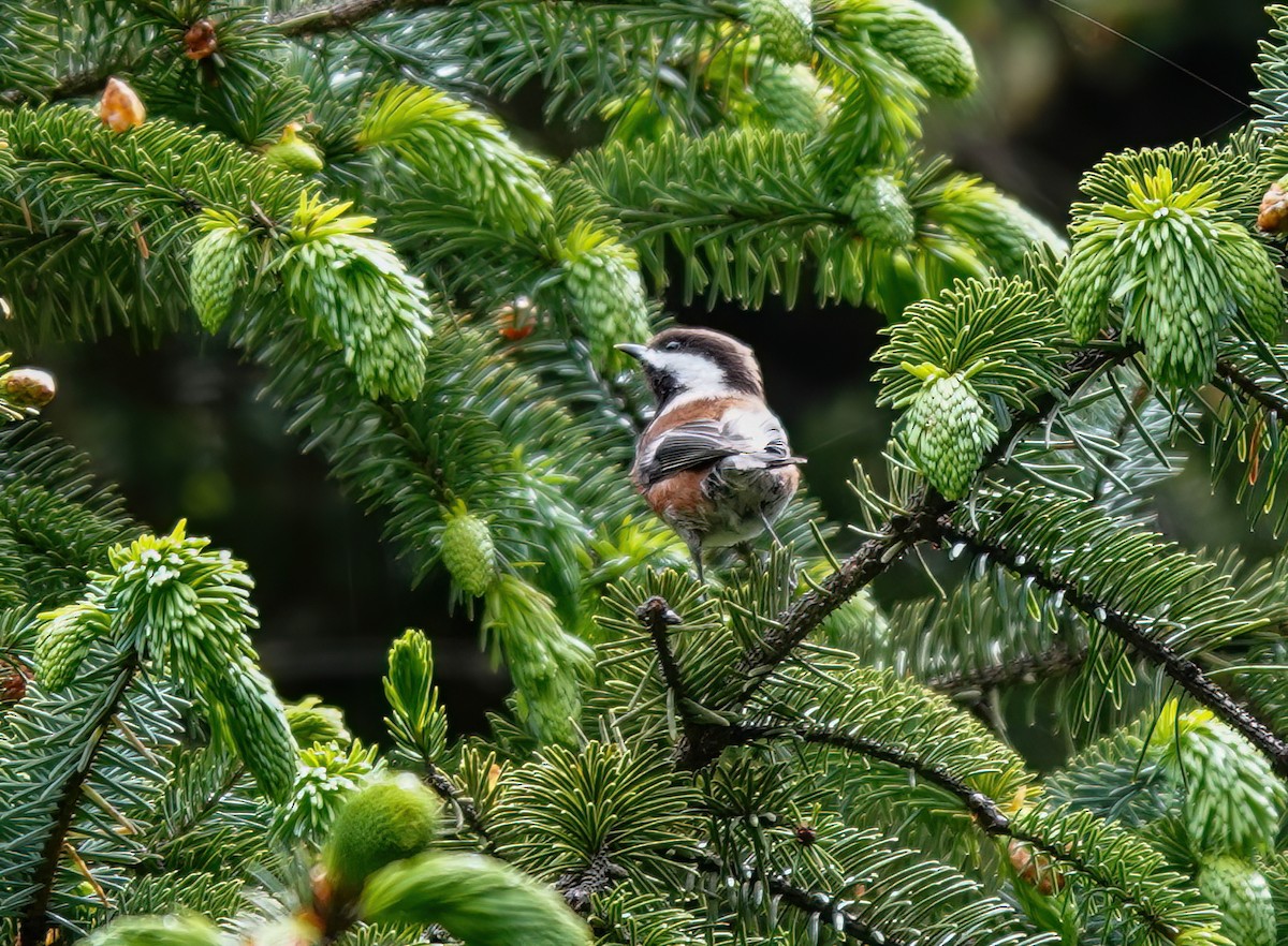 Chestnut-backed Chickadee - Pam Vercellone-Smith