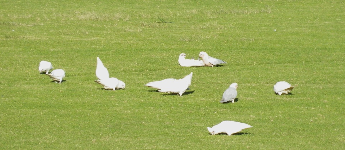 Galah x Little Corella (hybrid) - Mel Mitchell