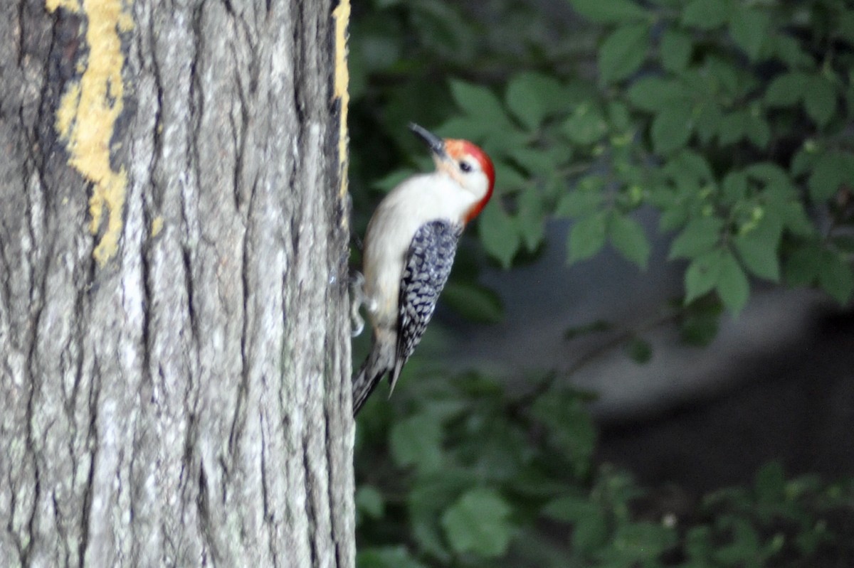 Red-bellied Woodpecker - Joanne Moffett