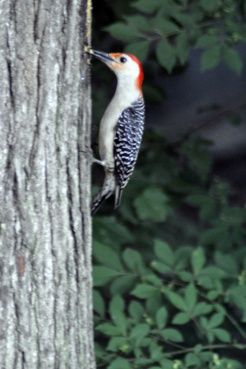 Red-bellied Woodpecker - Joanne Moffett