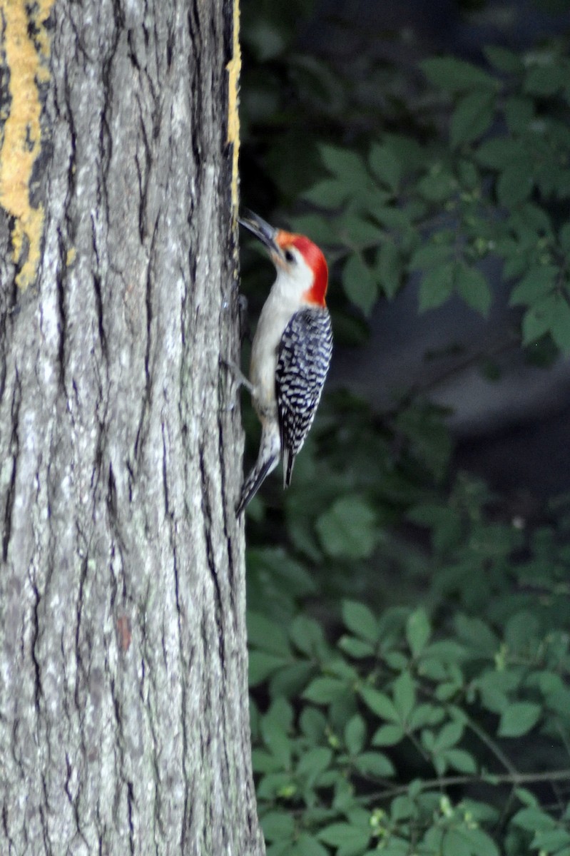 Red-bellied Woodpecker - Joanne Moffett