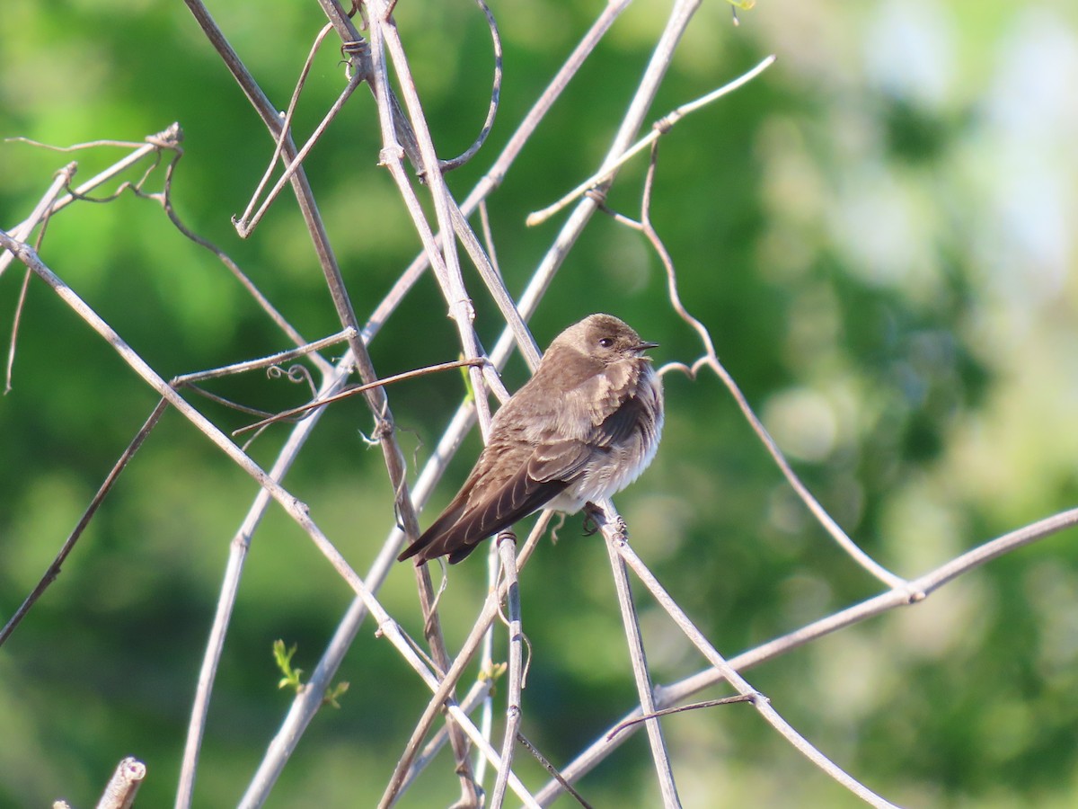 Northern Rough-winged Swallow - Lucas Gentry