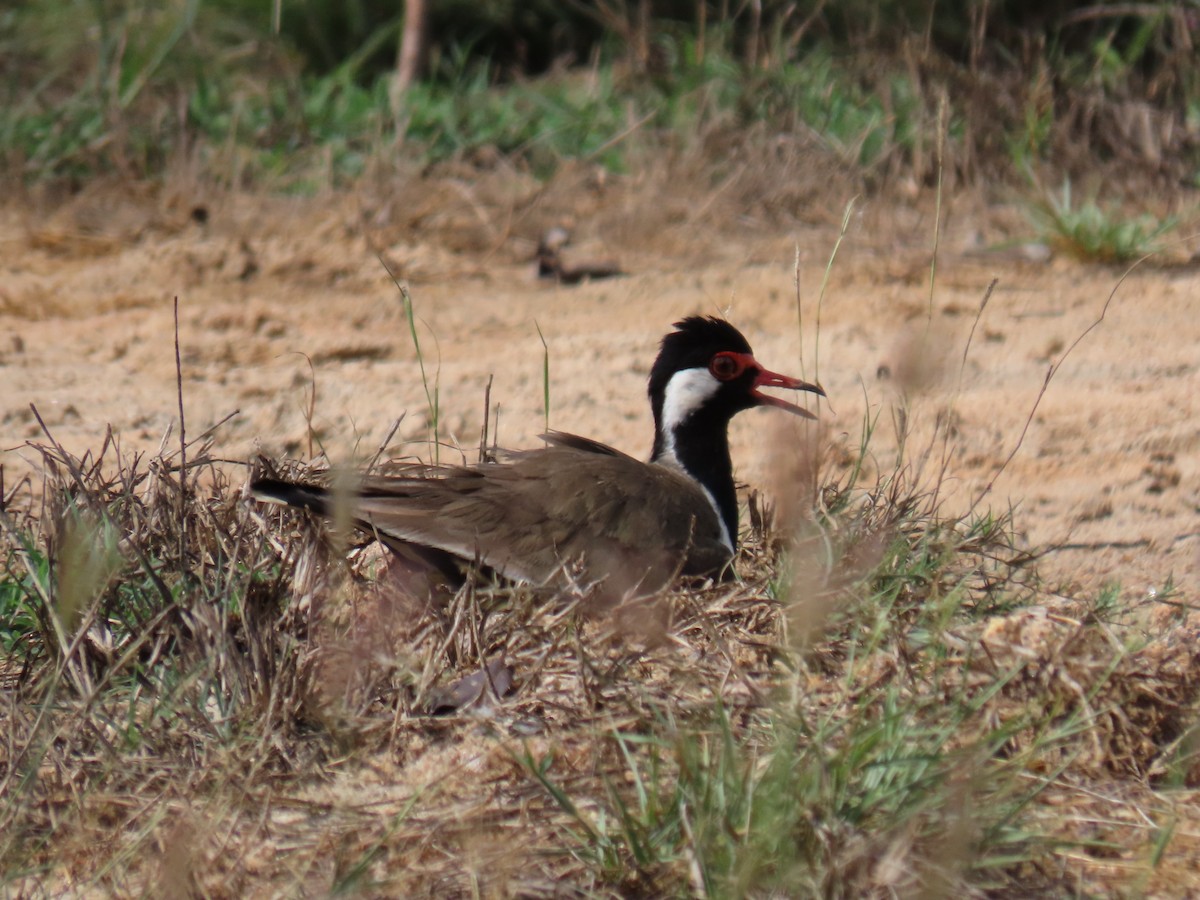 Red-wattled Lapwing - Bosco Chan