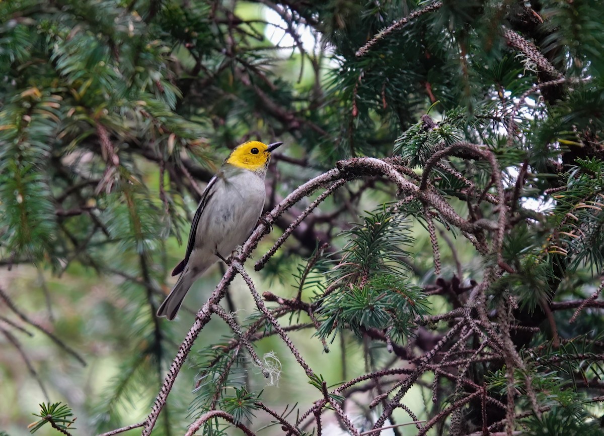 Hermit Warbler - Pam Vercellone-Smith