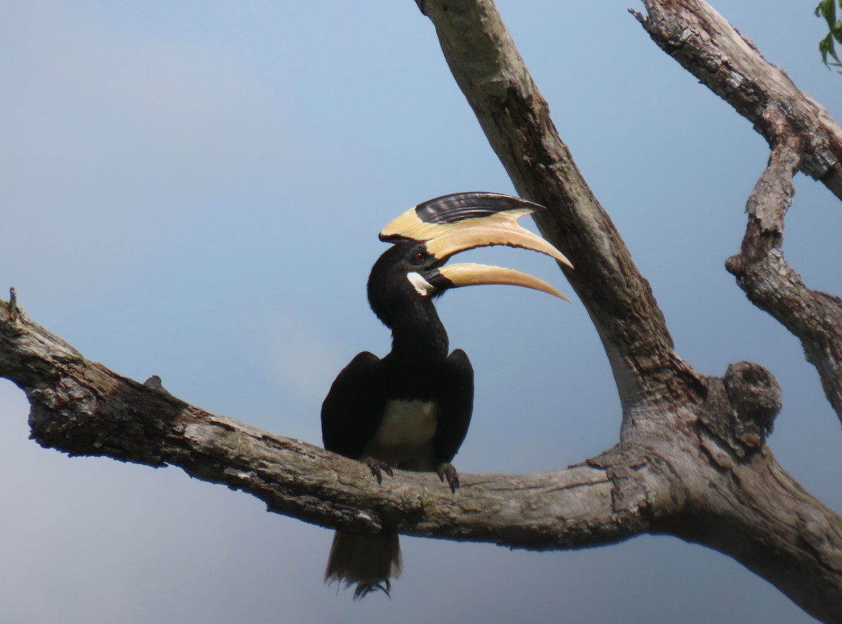 Malabar Pied-Hornbill - Bosco Chan