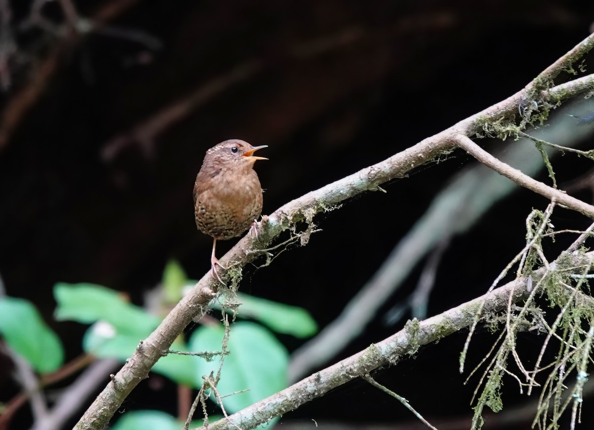 Pacific Wren - Pam Vercellone-Smith