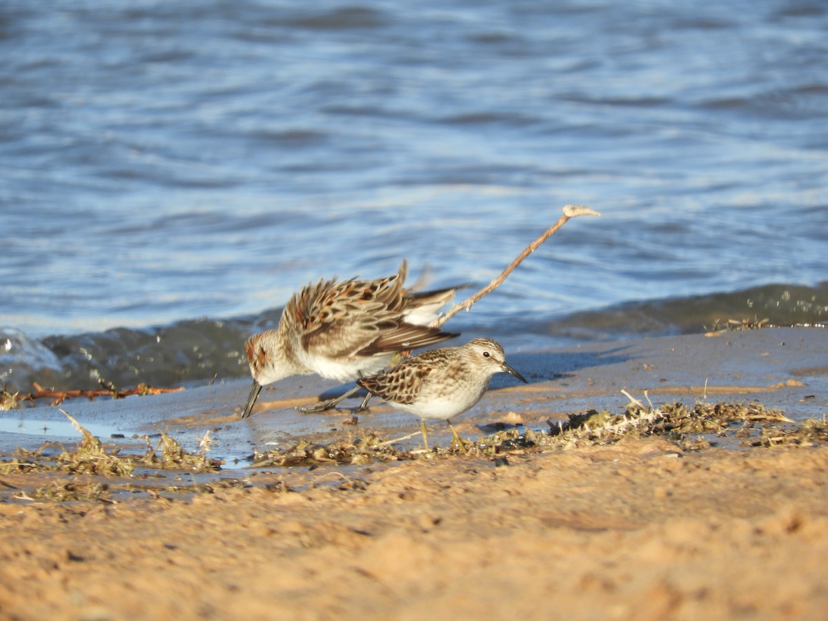 Least Sandpiper - Thomas Bürgi