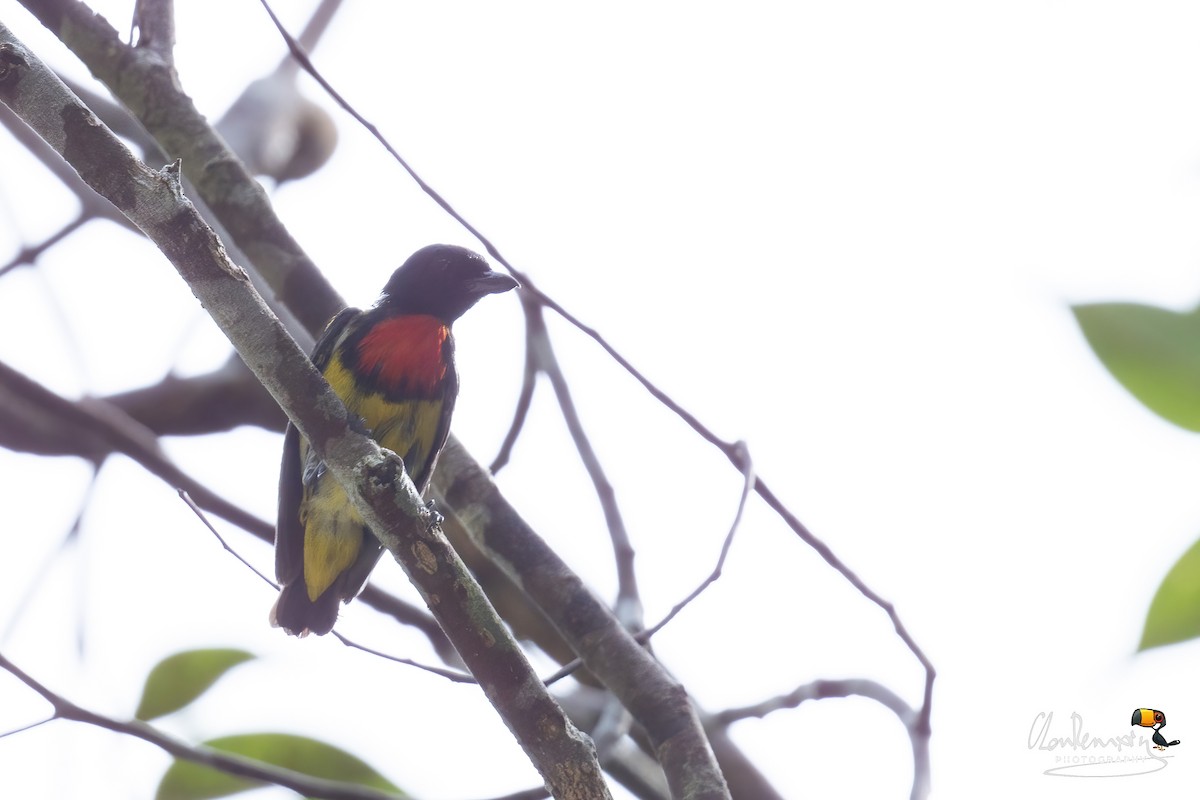 Scarlet-breasted Flowerpecker - Ah Heng