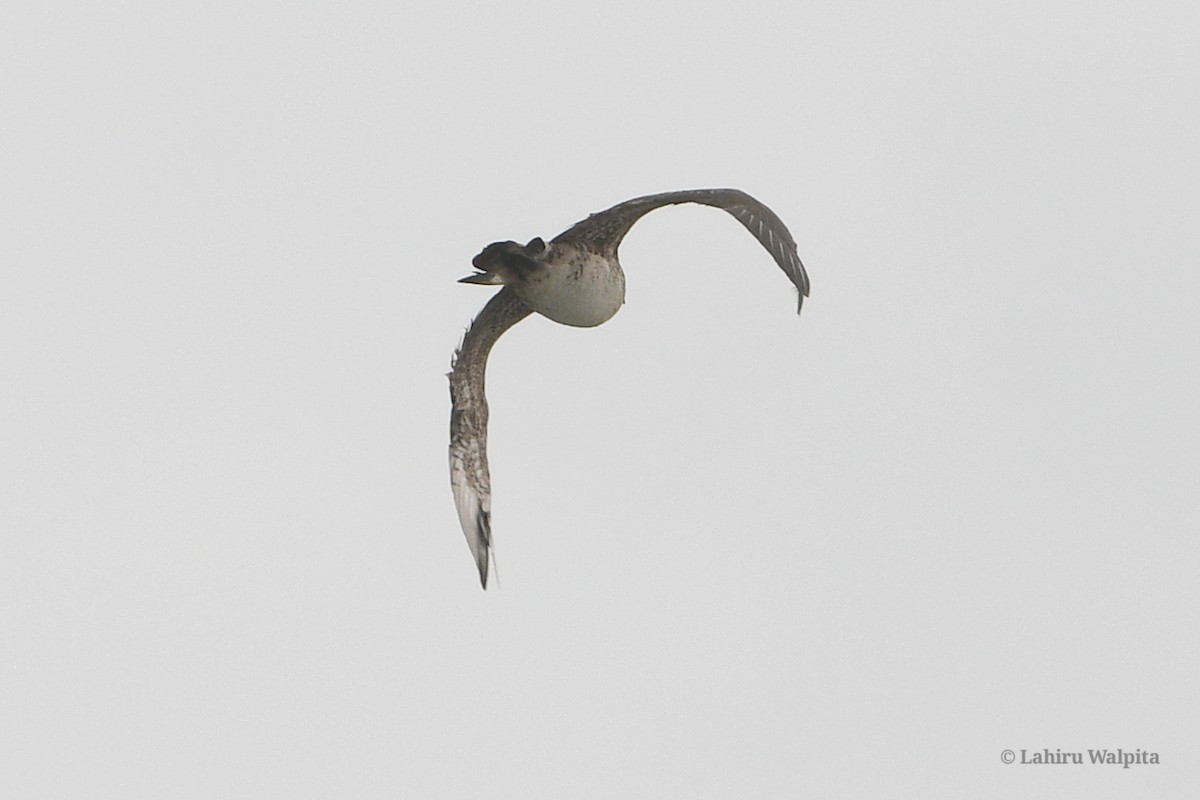 Parasitic Jaeger - Lahiru Walpita