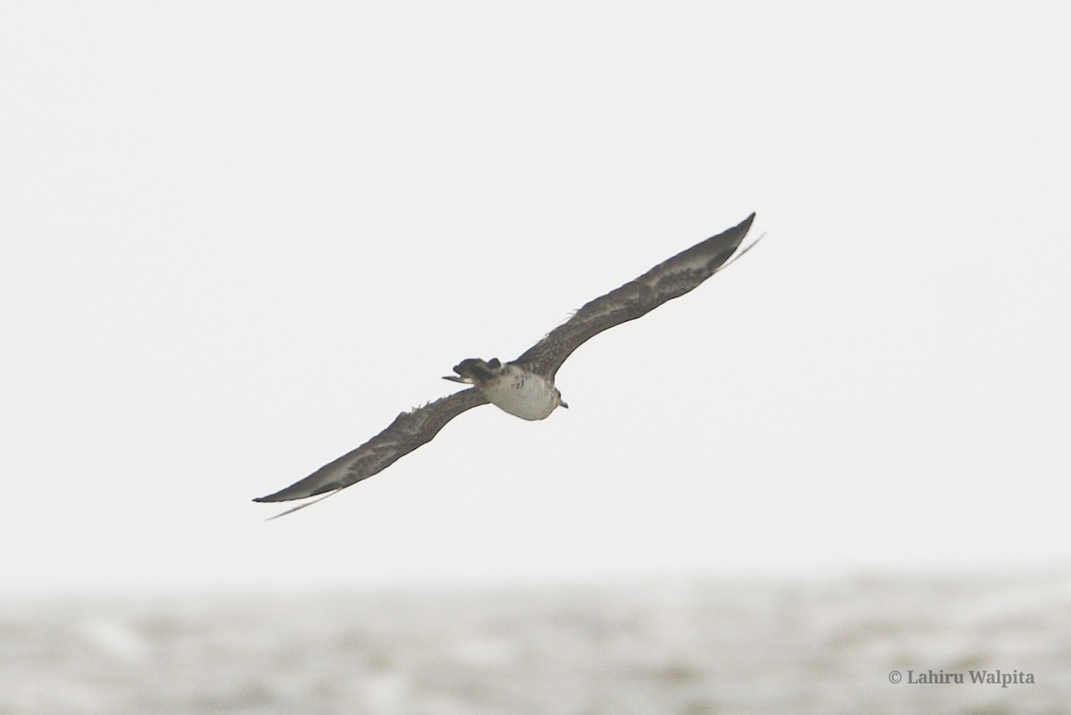 Parasitic Jaeger - Lahiru Walpita