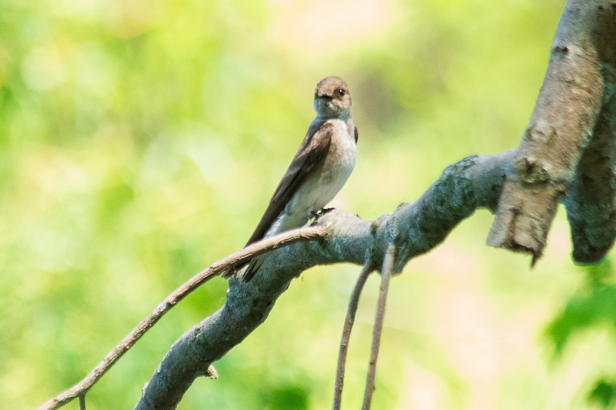 Northern Rough-winged Swallow - Grant Marlow