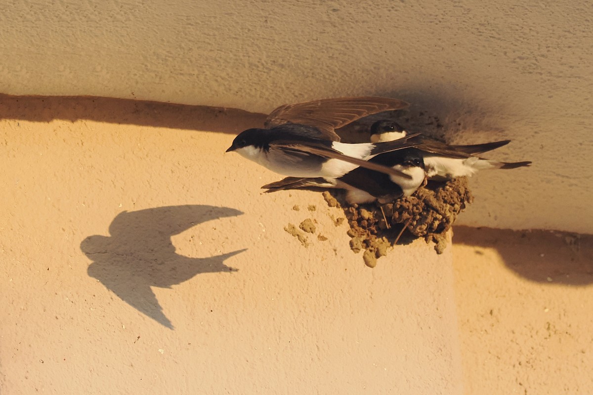 Western House-Martin - Donna Pomeroy