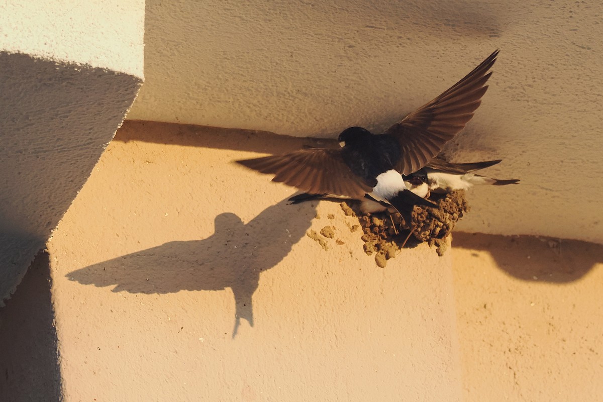 Western House-Martin - Donna Pomeroy