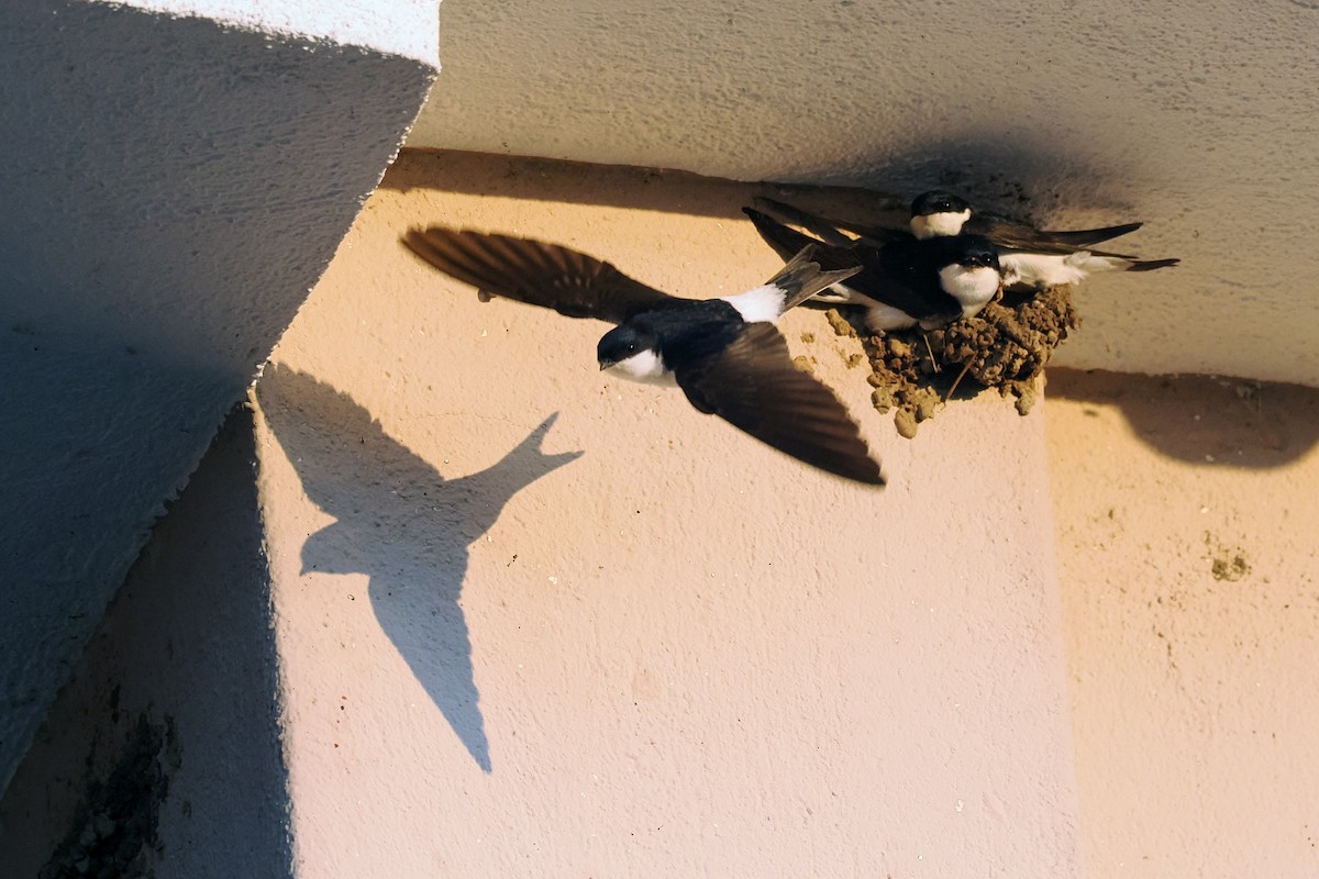 Western House-Martin - Donna Pomeroy