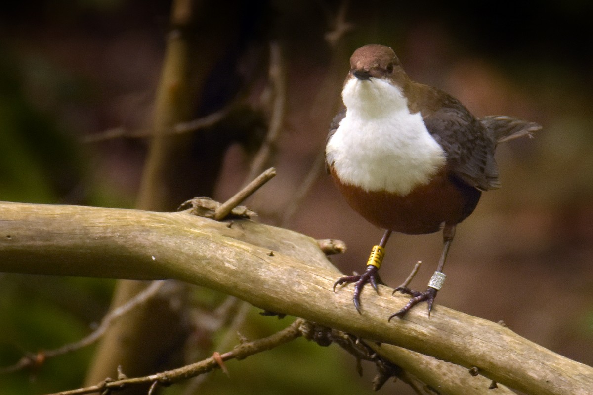 White-throated Dipper - Max Herrmann