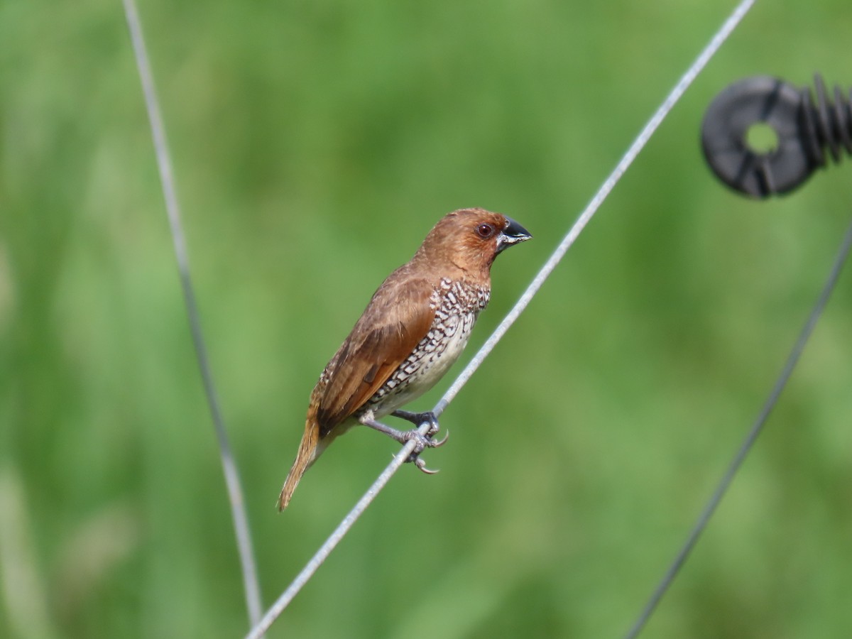 Scaly-breasted Munia - Bosco Chan