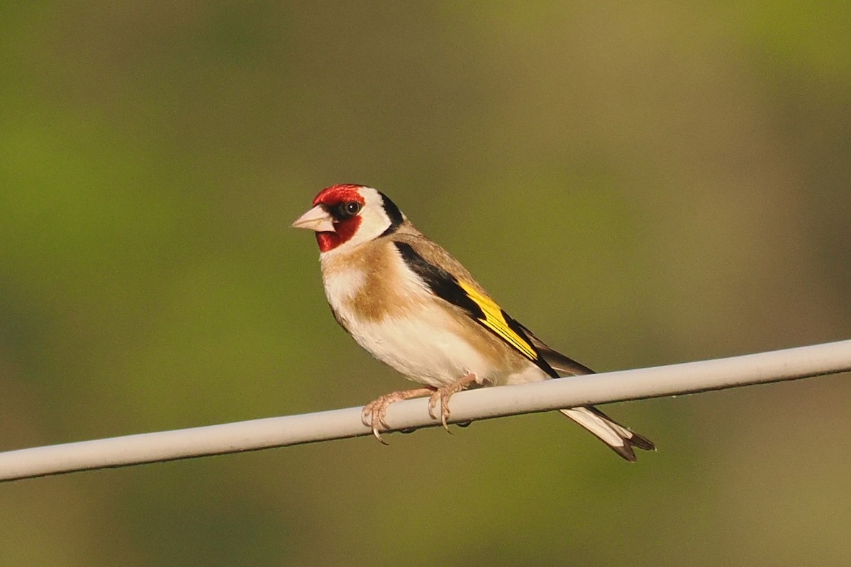 European Goldfinch - Donna Pomeroy