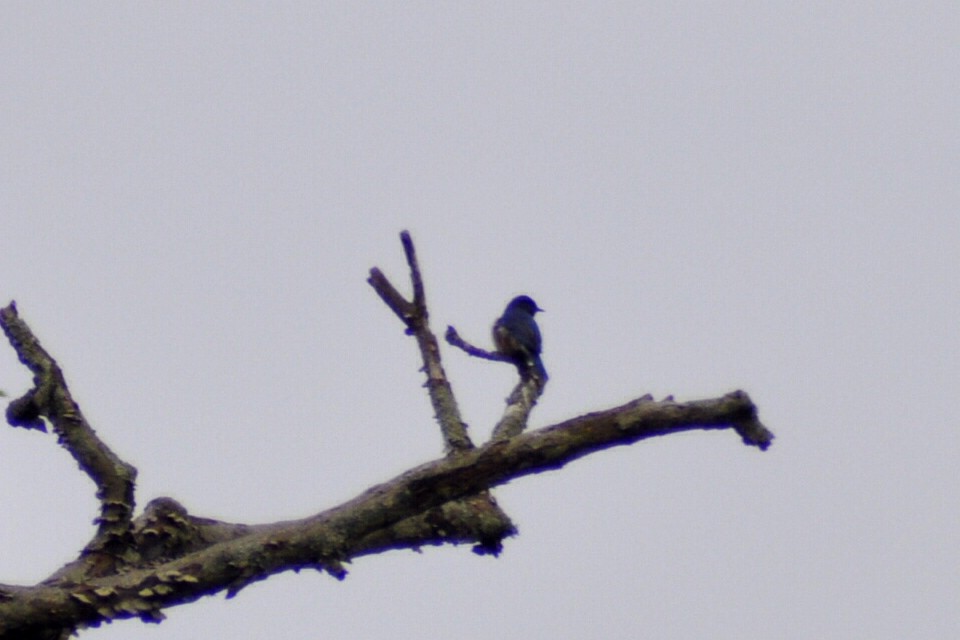 Eastern Bluebird - Joanne Moffett