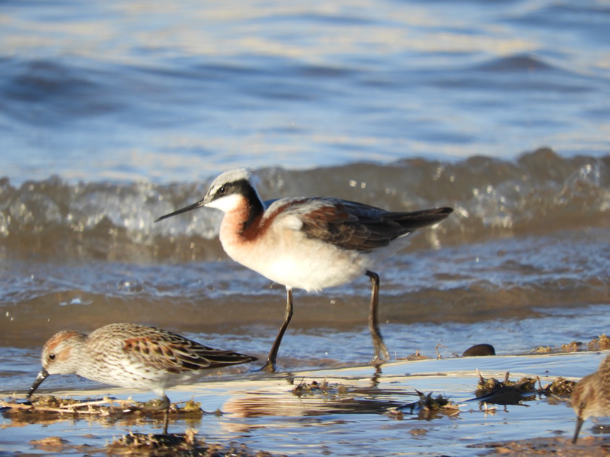 Wilson's Phalarope - ML619522727