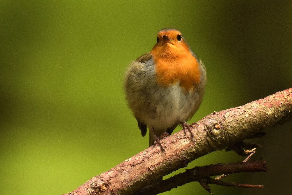 European Robin - Max Herrmann