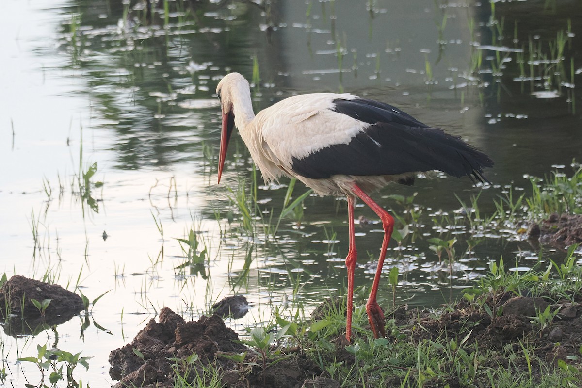 White Stork - Donna Pomeroy