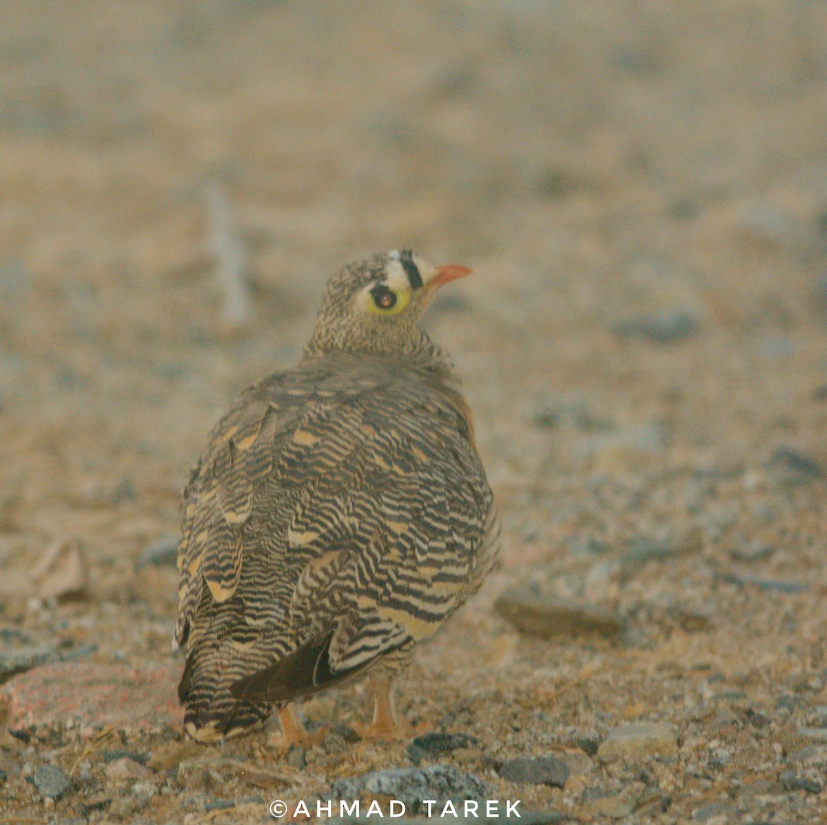 Lichtenstein's Sandgrouse - ML619522733