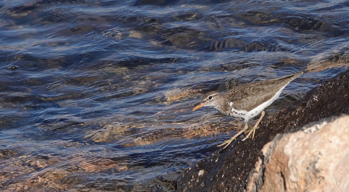 Spotted Sandpiper - Cheryl Carlile