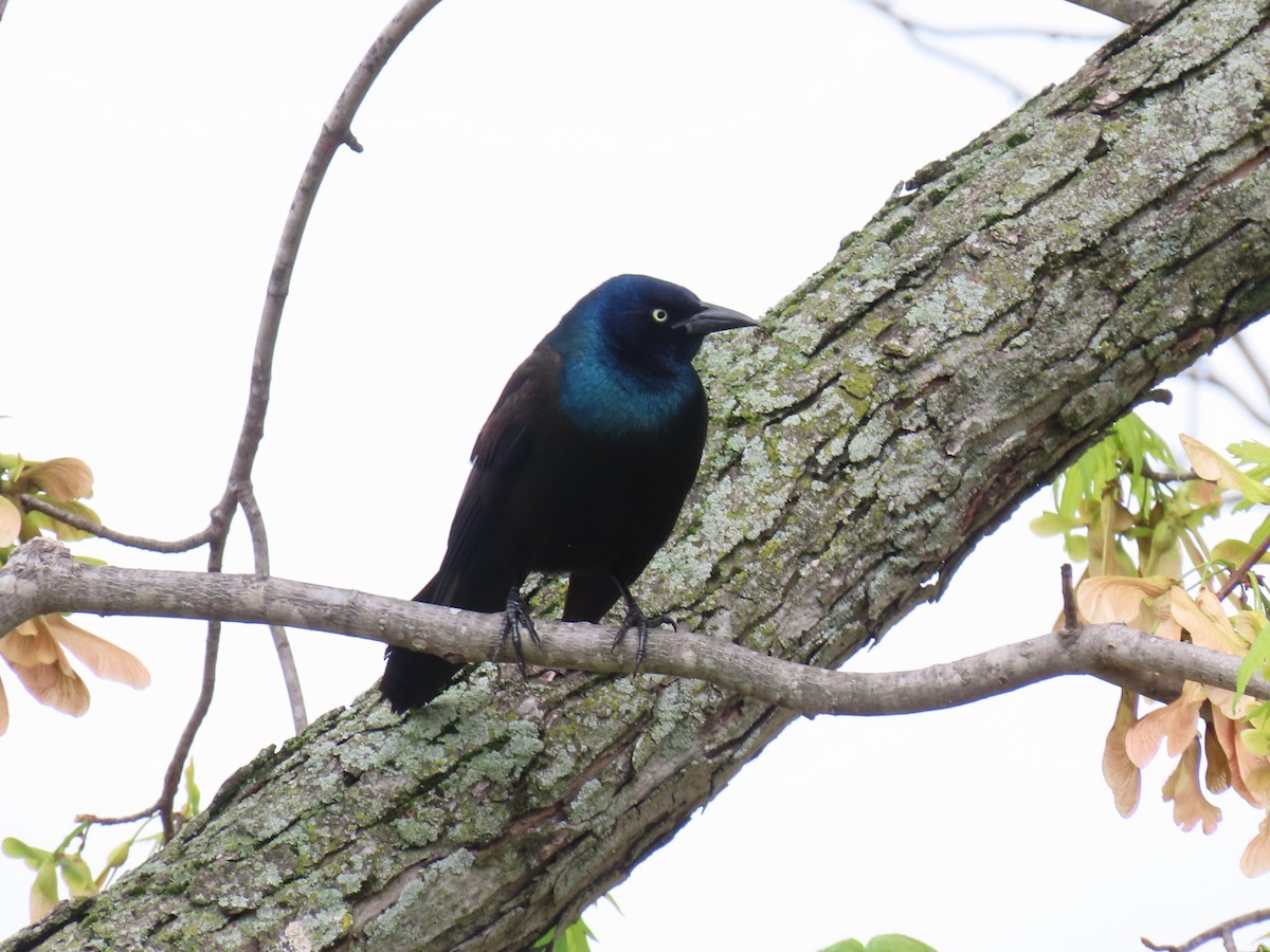 Common Grackle - Lucas Gentry