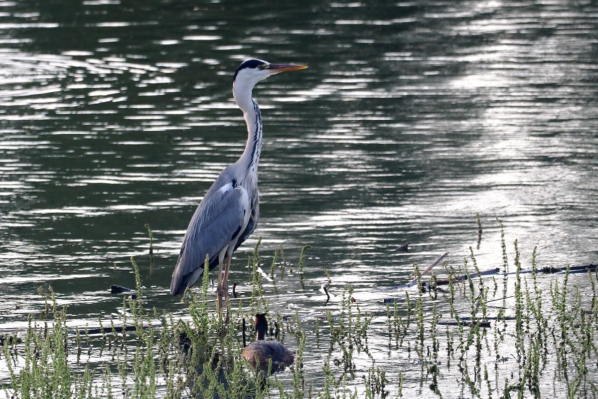 Gray Heron - Donna Pomeroy