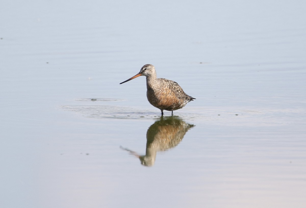 Hudsonian Godwit - Wade Baker