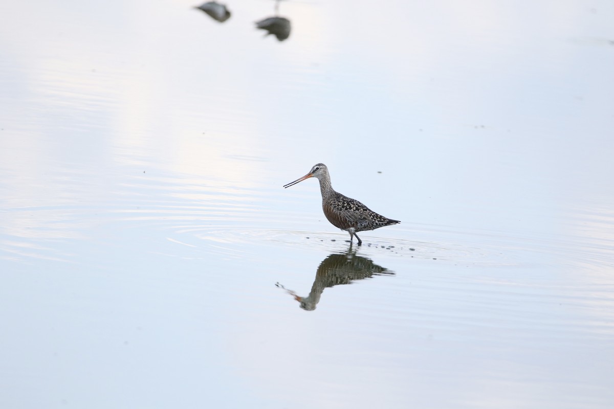 Hudsonian Godwit - Wade Baker