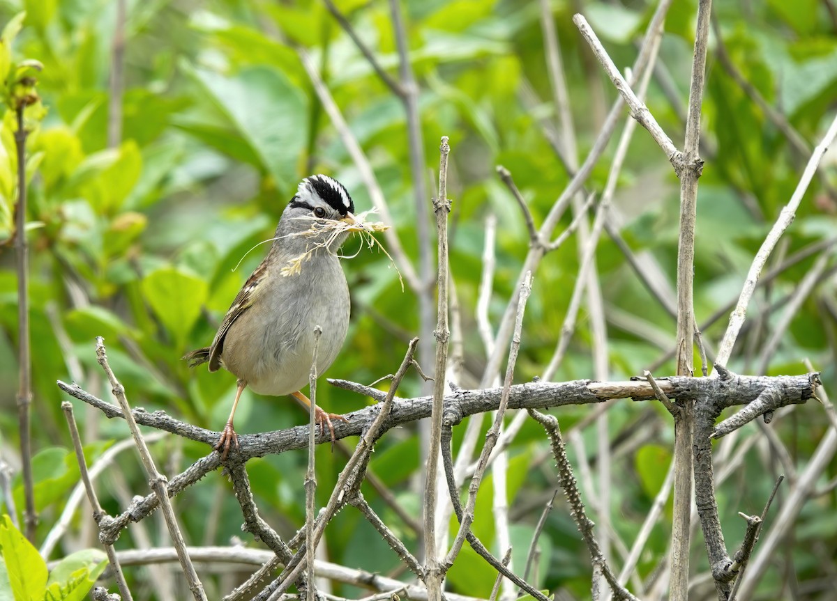 White-crowned Sparrow - Pam Vercellone-Smith