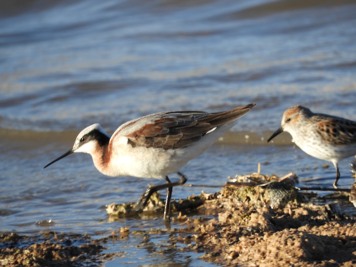 Wilson's Phalarope - Thomas Bürgi