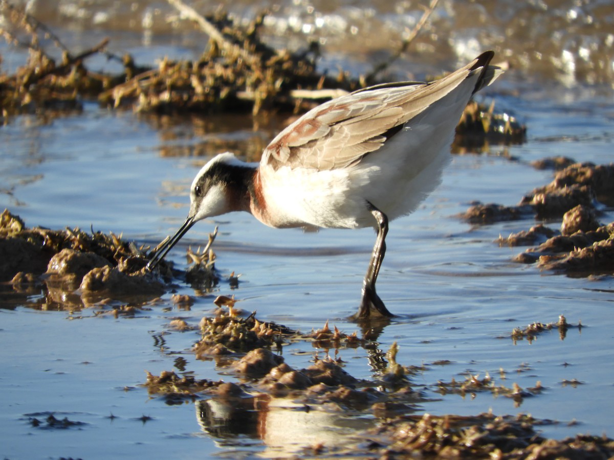 Wilson's Phalarope - Thomas Bürgi