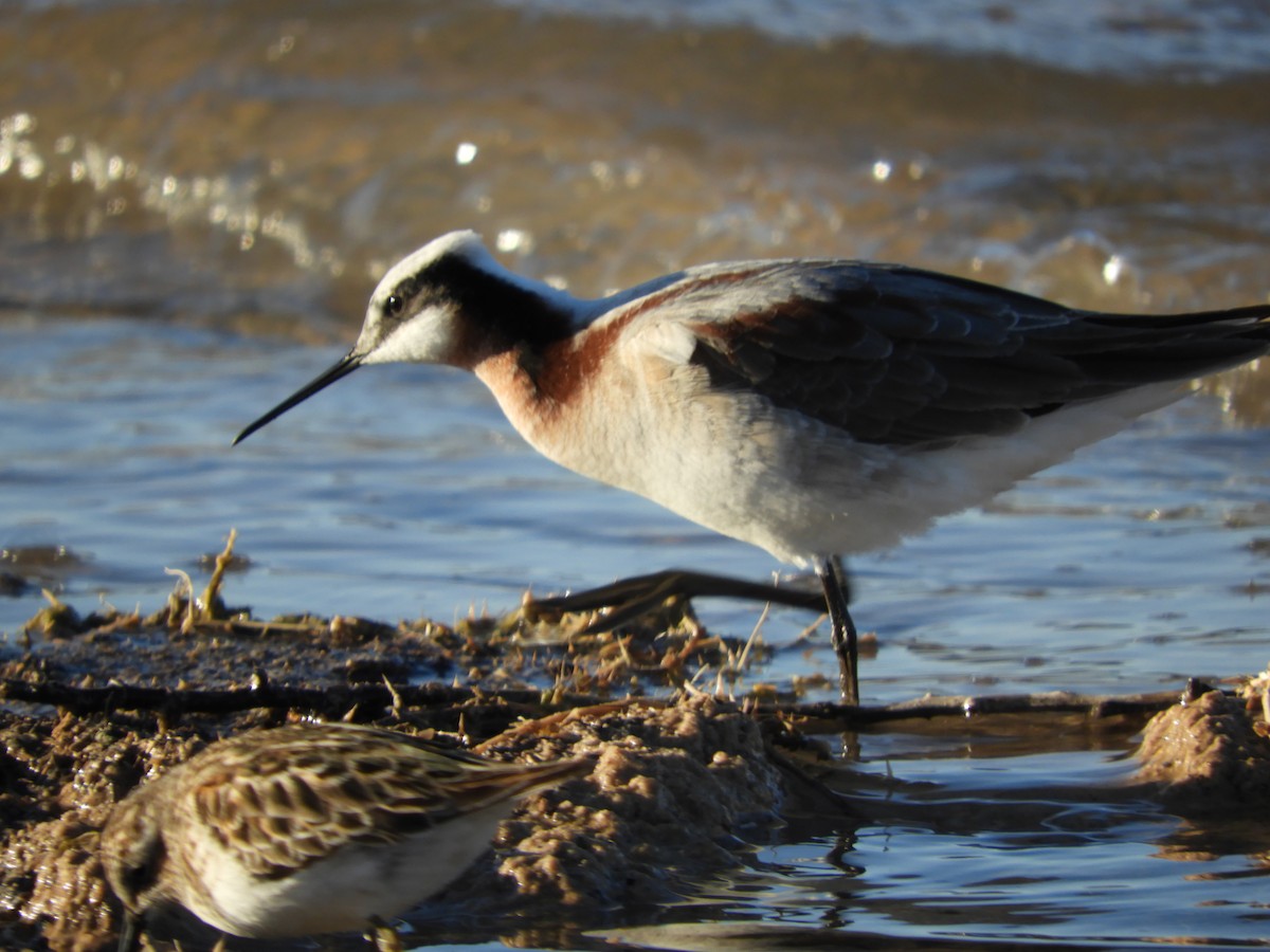 Wilson's Phalarope - Thomas Bürgi