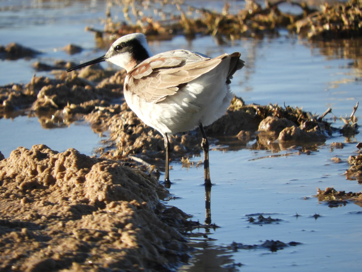 Wilson's Phalarope - Thomas Bürgi