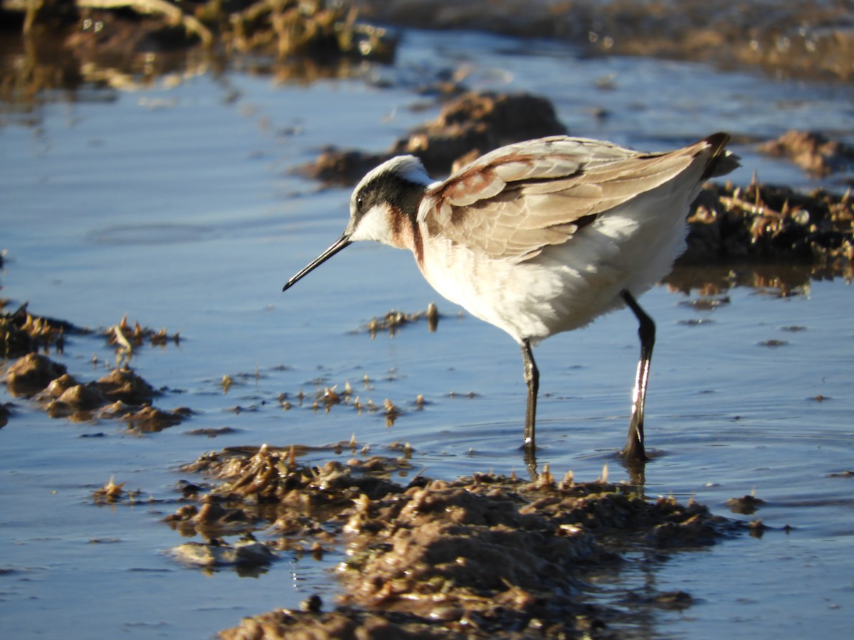 Wilson's Phalarope - ML619522759