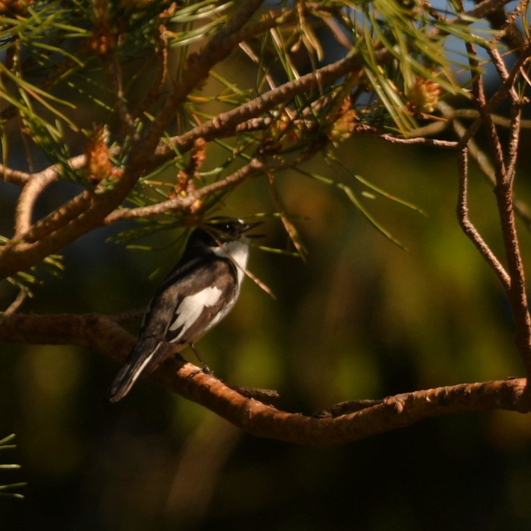 European Pied Flycatcher - Sunanda Vinayachandran