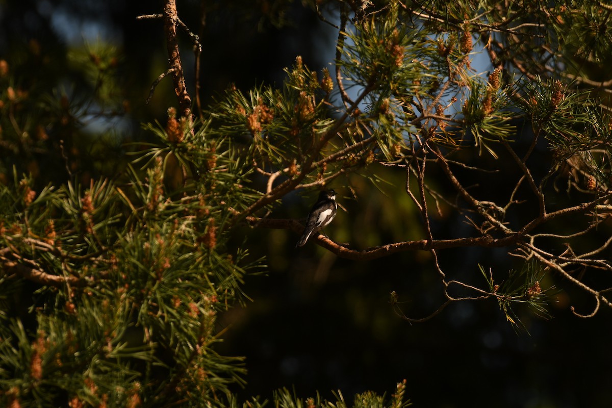 European Pied Flycatcher - Sunanda Vinayachandran