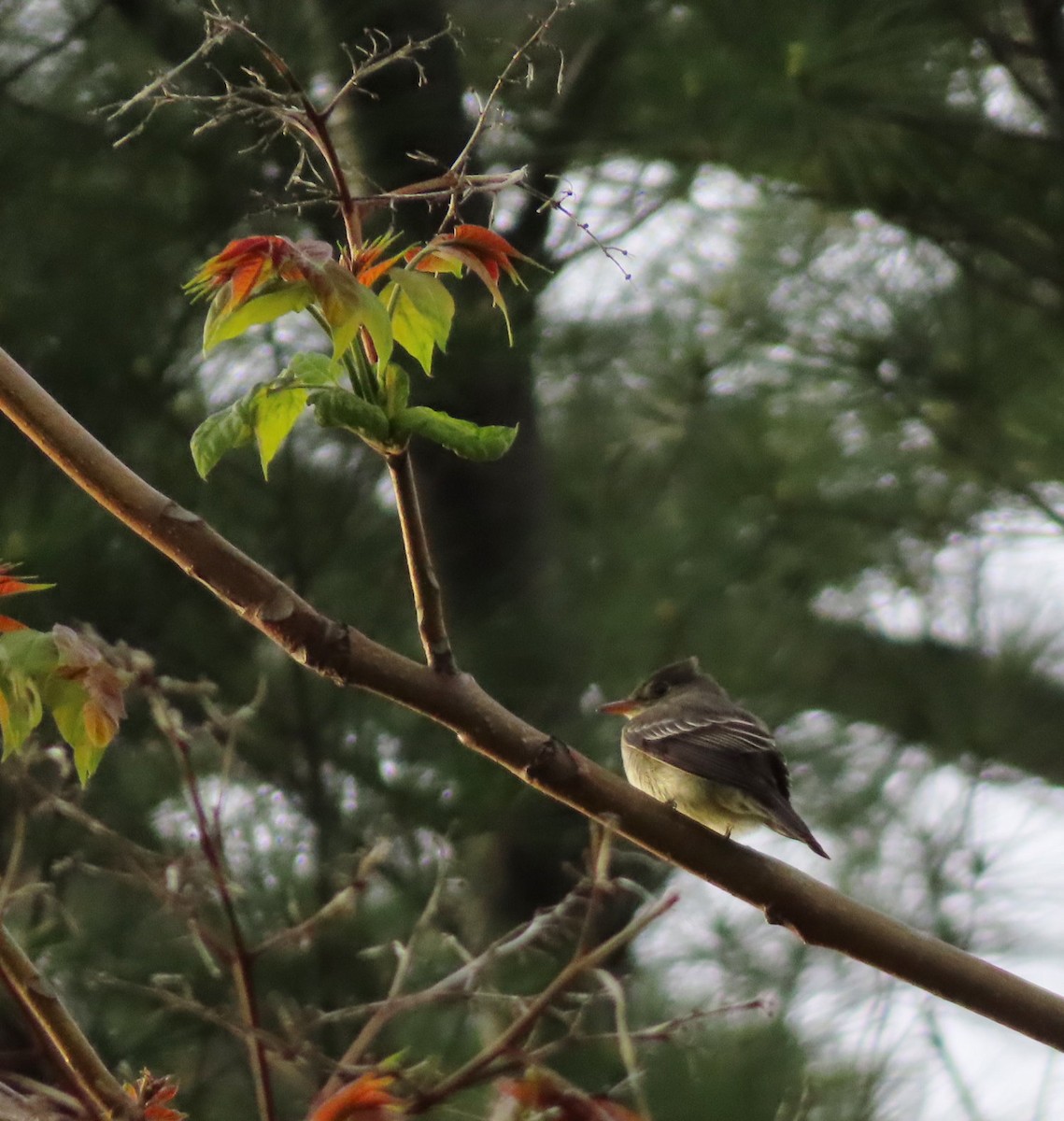 Eastern Wood-Pewee - Cos .