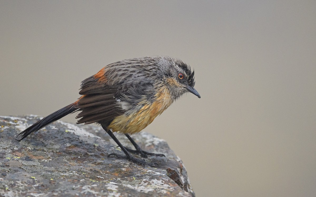 Drakensberg Rockjumper - Dylan Vasapolli - Birding Ecotours